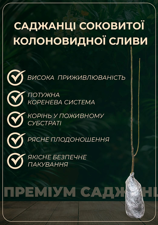 Слива колоновидная желтая медовая (летний сорт) - фото 4