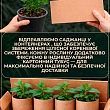 М'ята Мохіто "Mint Mojito" цена