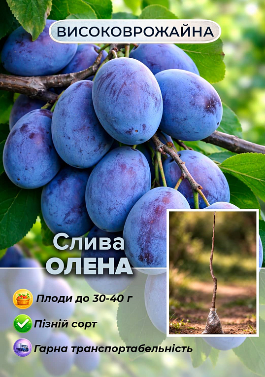 Ексклюзив! Слива "Олена" (преміальний пізній термін дозрівання)