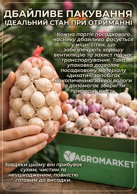 Часник посадковий Гермідор Голландія (Головка) 0.2кг - фото 3