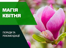 Що цвіте в квітні - корисні статті про садівництво від Agro-Market