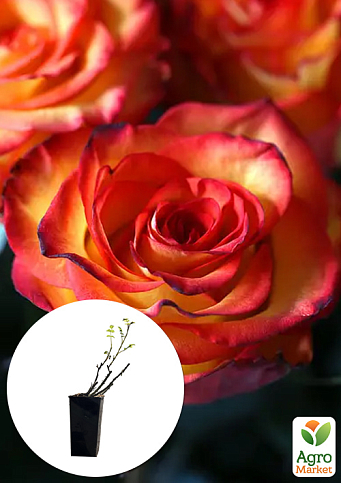 Троянда чайно-гібридна "Хай меджік" у контейнері, вищий сорт
