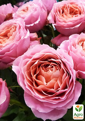 Троянда чайно-гібридна "Романтик антик" у контейнері, вищий сорт - фото 6