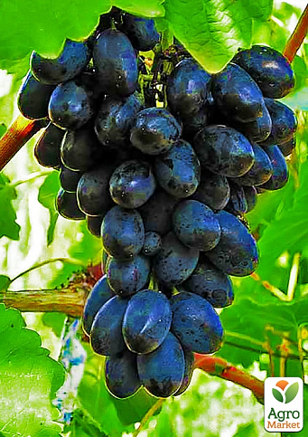 Виноград "Молдова" (пізній термін дозрівання, добре зберігається до 180 днів і транспортується)