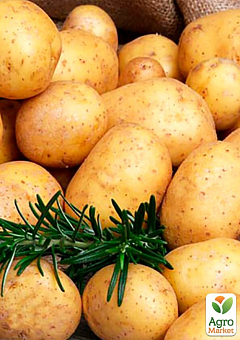 Насіннєвий среднеранний картопля "Електра" (на жарку, 1 репродукція) 1кг14