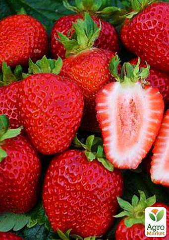 Полуниця "Сан Андреас" (San Andreas) (ремонтантний сорт)