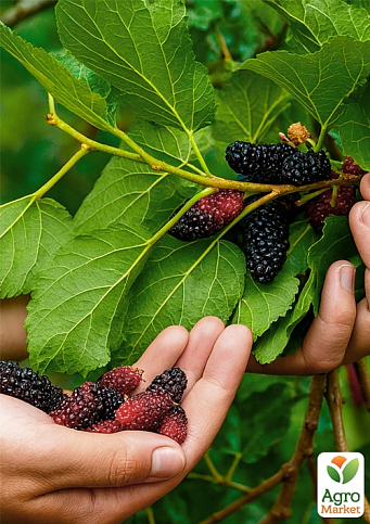 Шовковиця "Галіція" (літній сорт, середній термін дозрівання) - фото 4
