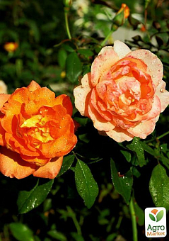 Роза миниатюрная "Априкот санблейз" (саженец класса АА+) высший сорт2