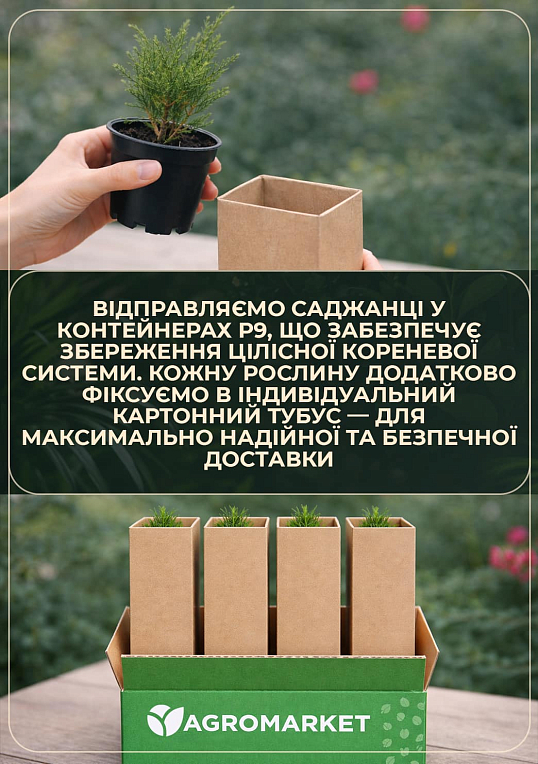 Кипарисовик горохоплідний "Bolevard" (контейнер Р9, висота 10-15см) - фото 3