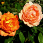 Роза мініатюрна "Апрікот санблейз" (саджанець класу АА +) вищий сорт