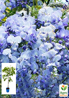 Глициния 3-х летняя японская "Блю Дрим" (Wisteria japanese Blue Dream) С2, высота саженца 60-100см2