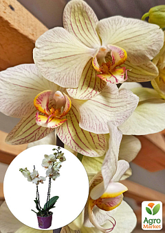 Орхидея (Phalaenopsis) "Tiger Gold"2