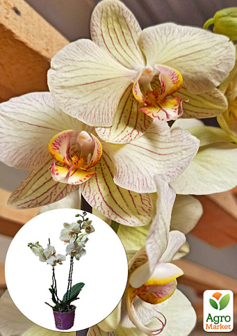Орхидея (Phalaenopsis) "Tiger Gold"