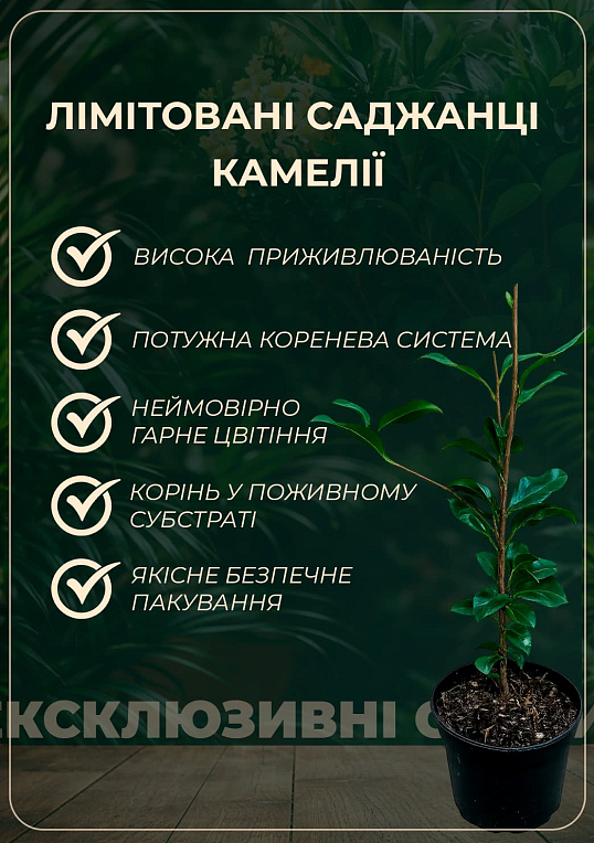 LMTD Камелия японская 2-х летняя "Jury’s Yellow" (высота 45-55см) - фото 2