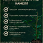 LMTD Камелия японская 2-х летняя "Jury’s Yellow" (высота 45-55см) купить