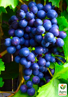 Эксклюзив! Виноград насыщенно-синий "Энрике" (премиальный винный сорт, имеет мускатный вкус)1