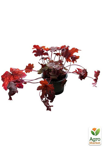 Гейхерелла (Heucherella) "Sweet Tea" С1 (висота 15-30см) - фото 5