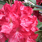 Рододендрон гібридний "Kazimierz Wielki"