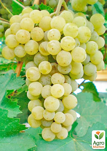 Виноград вегетирующий винный "Цитрон Магарача"  - фото 2