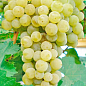 Виноград вегетирующий винный "Цитрон Магарача"  купить