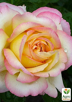 Роза чайно-гибридная "Глория Дей" (саженец класса АА+) высший сорт1