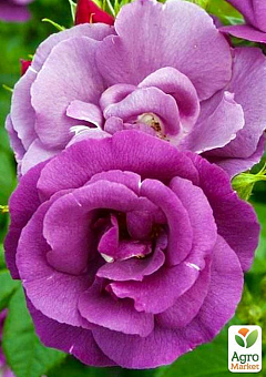 Роза флорибунда "Rhapsody in Blue" (саженец класса АА+) высший сорт2