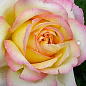Троянда чайно-гібридна "Глорія Дей" (саджанець класу АА +) вищий сорт