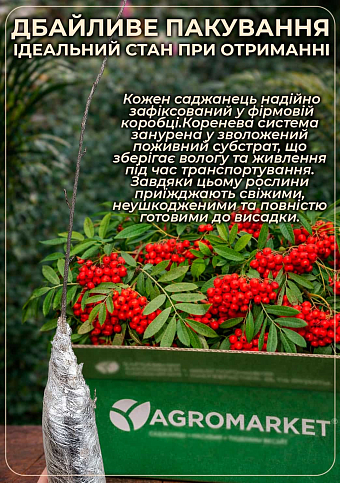 Эксклюзив! Рябина красная "Незабываемое путешествие" (Unforgettable journey) (неприхотливый сорт) - фото 3