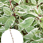 Дерен білий "Sibirica Variegata" (висота саджанця 15-20см)