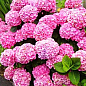 Гортензия крупнолистная розовая "Розовое чудо" (Pink wonder)