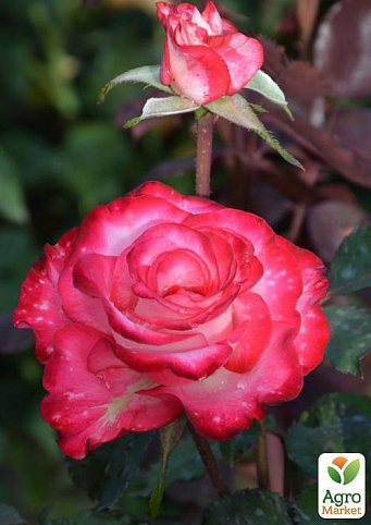 Роза чайно-гібридна "Long Arifa" (саджанець класу АА +) вищий сорт