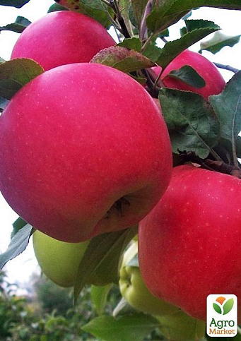 Яблуня "Гала Маст" (Гала) (Ранньозимовий сорт) - фото 4