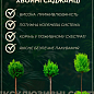 Араукария (Araucaria heterophylla) комнатная ель (высота 30-45см)