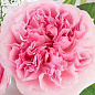 Роза кустовая "Миранда" (саженец класса АА+) высший сорт цена