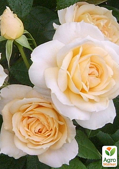 Роза флорибунда "Lions Rose" (саженец класса АА+) высший сорт2