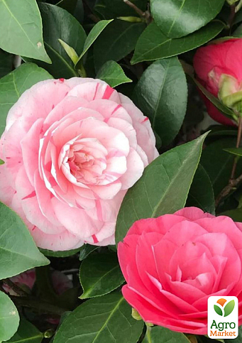 LMTD Камелия цветущая японская 2-х летняя "Princess Clotilde" (высота 30-40см) - фото 5