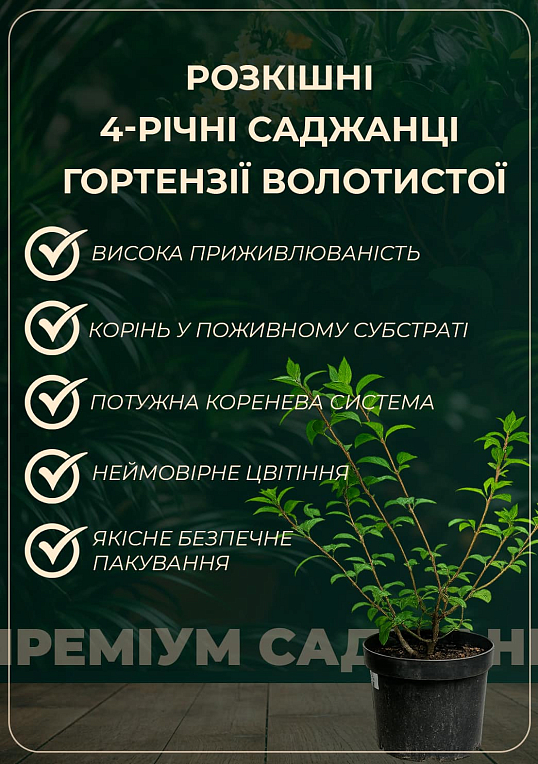 Гортензія волотиста 4-х річна "Polar Bear", С5