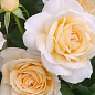 Роза флорибунда "Lions Rose" (саженец класса АА+) высший сорт