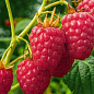 Малина "Лячка" (ранній термін дозрівання, сорт добре стійкий до хвороб)
