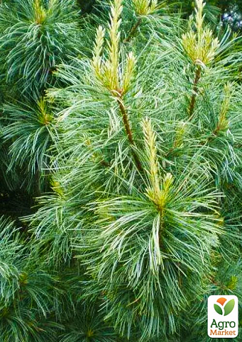 Кедр Корейский (Pinus koraiensis) 4-х летний, высота 40-60см - фото 3