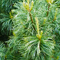 Кедр Корейский (Pinus koraiensis) 4-х летний, высота 40-60см цена