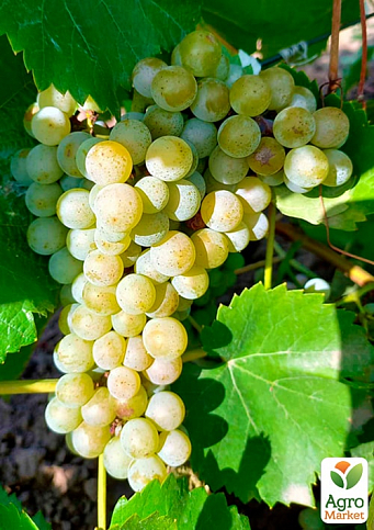Виноград "Трамінетт" (винний сорт, ранній термін дозрівання, яскравий мускатний смак)