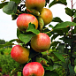 Яблоня колоновидная "Останкино" (осенний сорт, средний срок созревания)