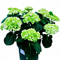 LMTD Гортензия цветущая macrophylla "Magical Amethist" 5-и летняя (высота 45-65см) цена