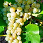 Виноград "Траминетт" (винный сорт, ранний срок созревания, яркий мускатный вкус)