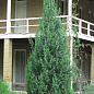 Кипарис вечнозеленый 3-х летний С3, высота 30-40см цена