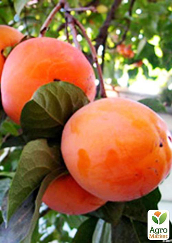 Хурма на віргінській морозостійкій підщепі  "Зенджи мару" (Шоколадниця) вищий сорт! - фото 8