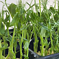 Пророщувач (спаутер) + набір насіння мікрозелені №2 ТМ "ProVita" цена