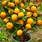 Эксклюзив! Мандарин насыщенно оранжевый  "Мигающие огни" (Flashing Lights) (премиальный сорт, плоды сладкие без кислинки)