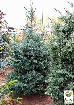 Ялиця щеплена 2-х річна одноколірна "Hexe" С1 висота 20-25 см30